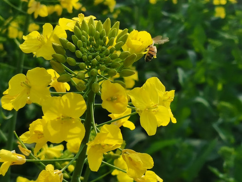 油菜花