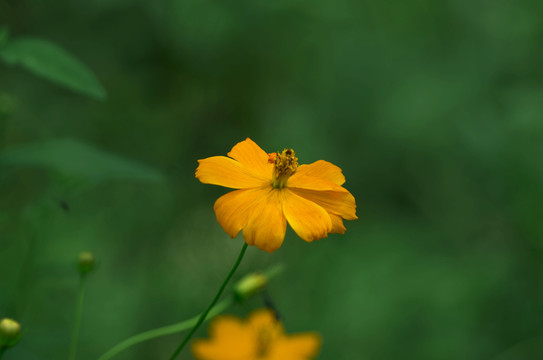 花儿素材剪秋萝