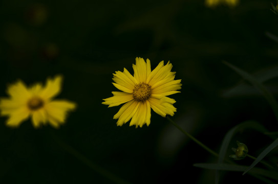 黄色金鸡菊
