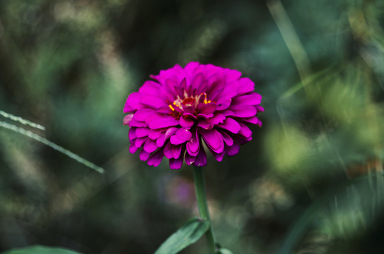 紫色百日菊花朵素材