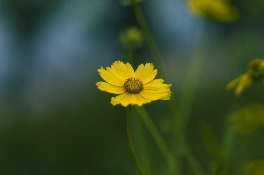 黄色花儿金鸡菊