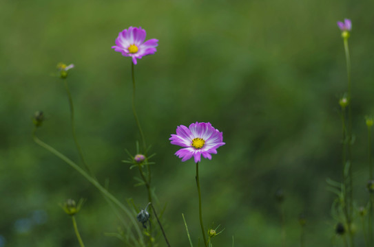 格桑花开