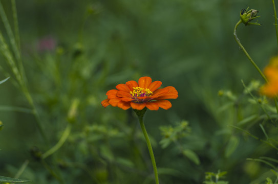 鲜花百日菊