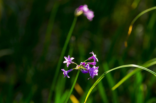 紫娇花