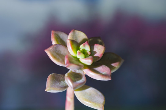 多肉植物特写