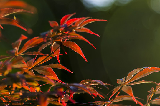 鸡爪枫叶