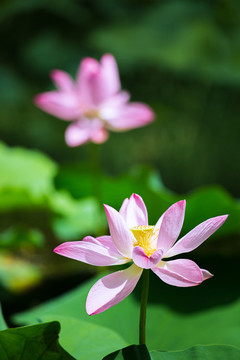 荷花特写