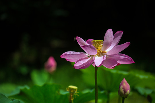 荷花特写