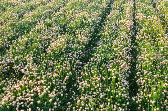 田地韭菜制种开花