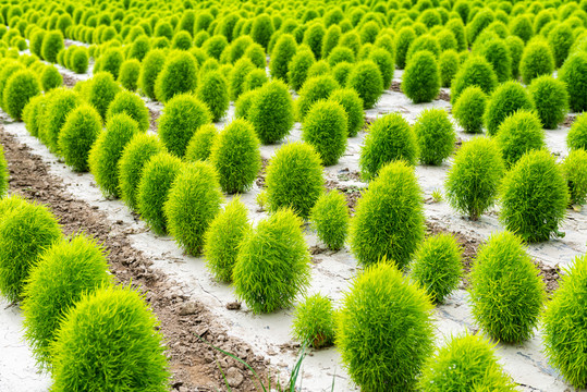 农田地肤制种植株