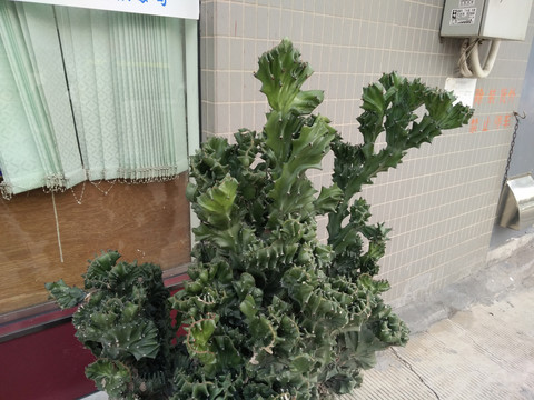 仙人掌