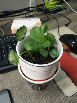 金钱草