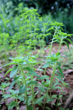 夏枯草