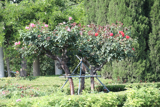 月季花树