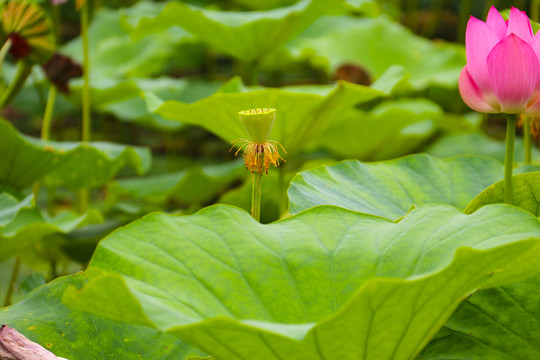 荷花