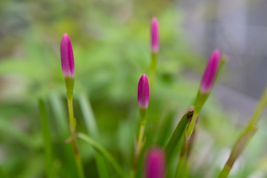 韭莲花蕾