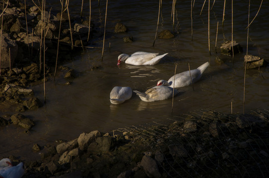 水池里的白色鸭子