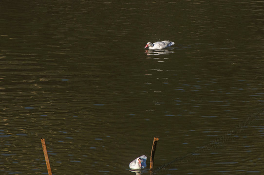 池中两只鸭子