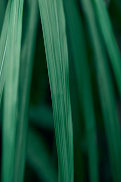 绿色植物叶子