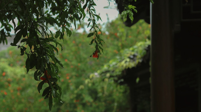 园林石榴花夏天下雨天