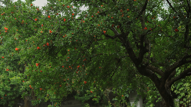 夏天雨中石榴树石榴花开