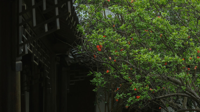 夏天雨中石榴花开