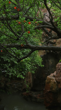 夏天雨中石榴花开