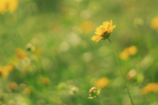 夏天黄色花卉菊花