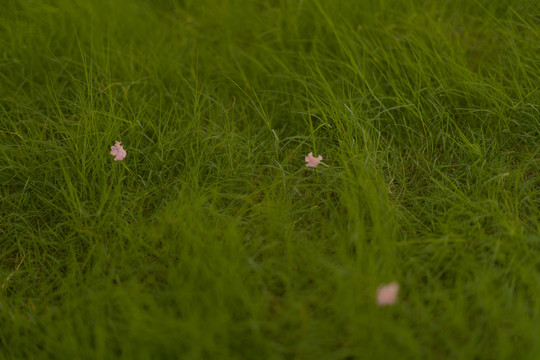 绿色草坪上的花瓣