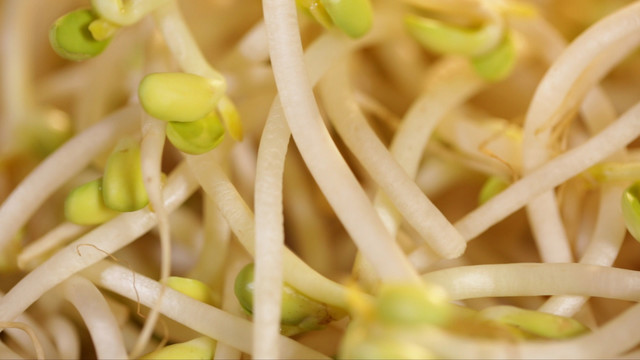 豆芽绿豆芽黄豆芽