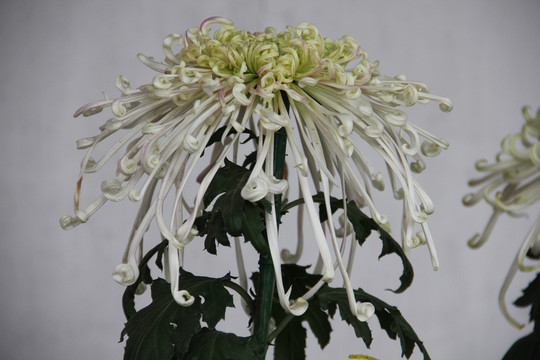 开封菊花