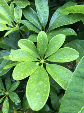 雨后的叶子