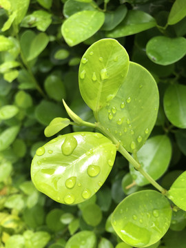 雨后的叶子