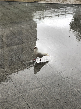 雨后广场上的鸽子