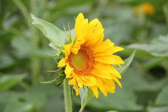 葵花
