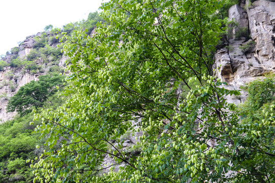 青山绿树