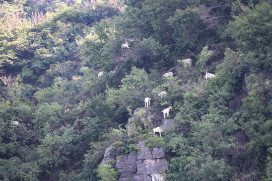 悬崖上的山羊