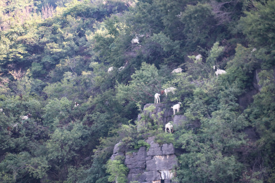 悬崖上的山羊