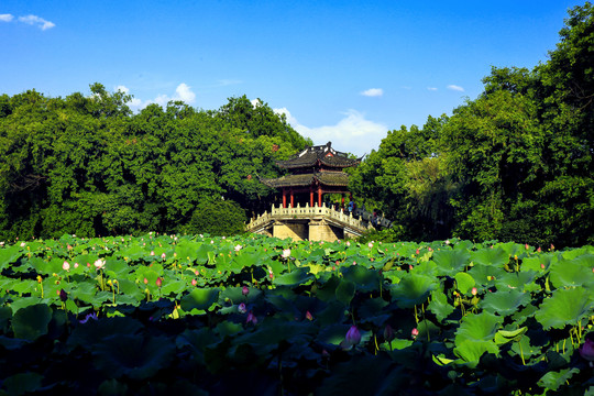 西湖风景