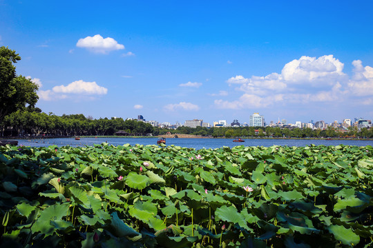 西湖风景