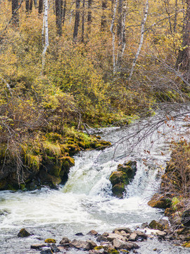 秋季森林河流小溪流水