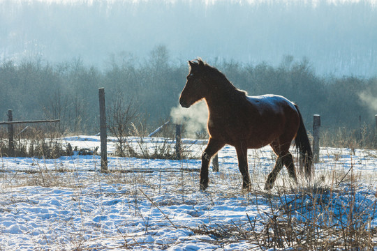 冬季树林雪地一匹马