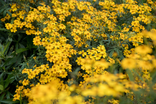 小黄花