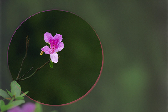 杜鹃花