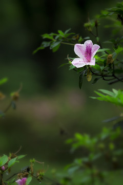 杜鹃花