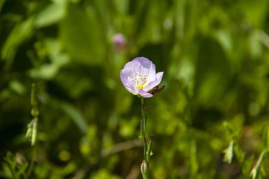 分化蜜蜂