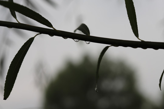 雨珠