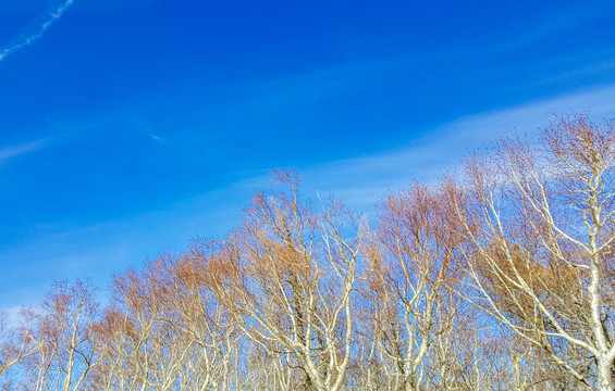 蓝天枯树冬景
