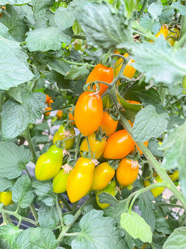 彩色小番茄种植