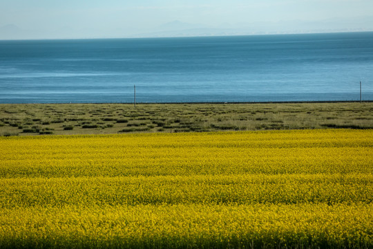 青海湖油菜花